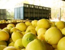 Los limones argentinos ya pueden ingresar a Estados Unidos