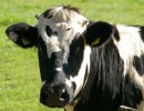 La Argentina podrá exportar bilis bovina a Nueva Zelanda