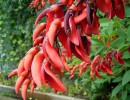 Argentine National Flower Day